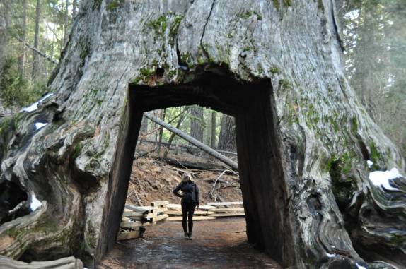 Um túnel feito em um tronco de uma gigantesca sequoia morta, no Yosemite National Park, na Califórnia, nos Estados Unidos